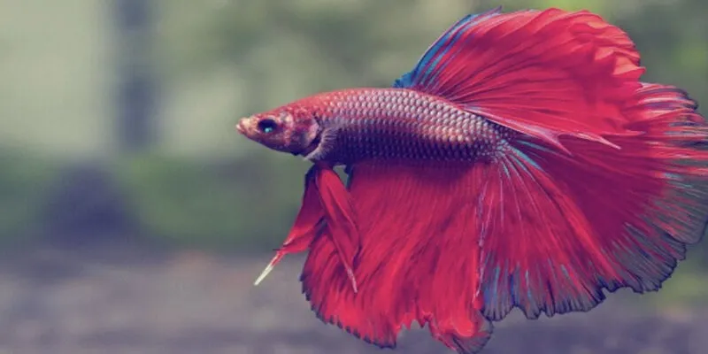 Giải mã chiêm bao thấy cá