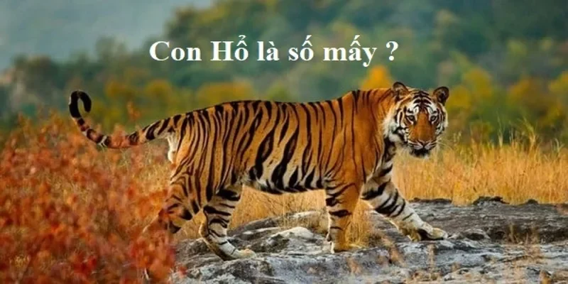 Mơ thấy hổ phát lên nhiều tiếng gầm