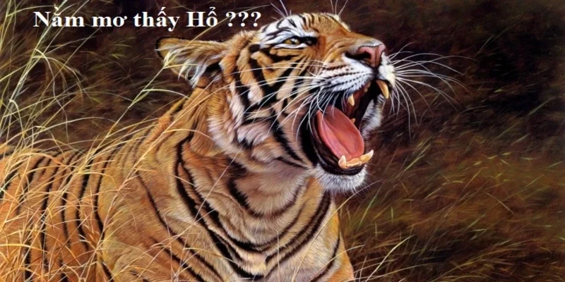 mơ thấy hổ