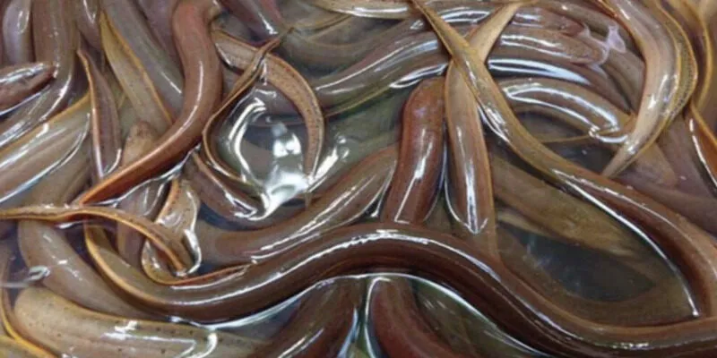 Nằm mơ thấy lươn số mấy